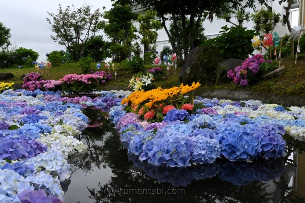 開成あじさい祭り・あじさい池