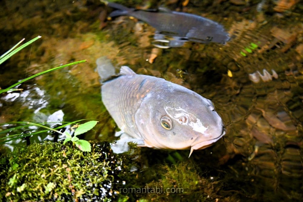 深澤銭洗弁財天の鯉