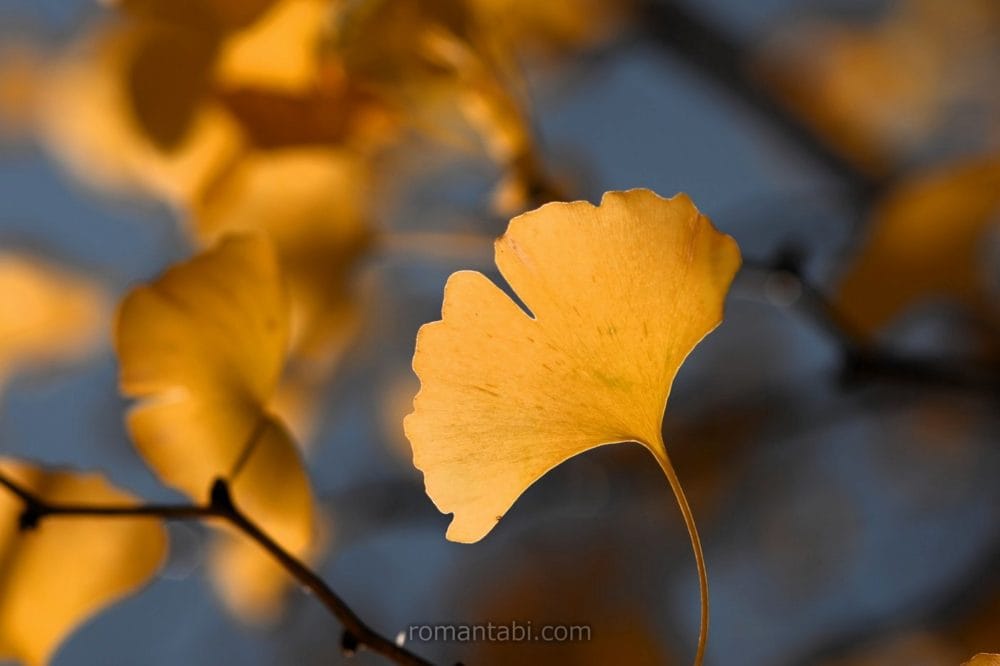 ビオトピア・銀杏の葉っぱ