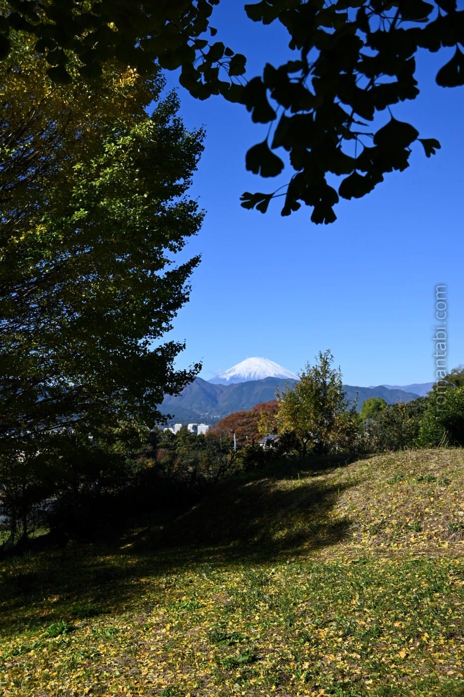 ビオトピア・銀杏並木からの富士山