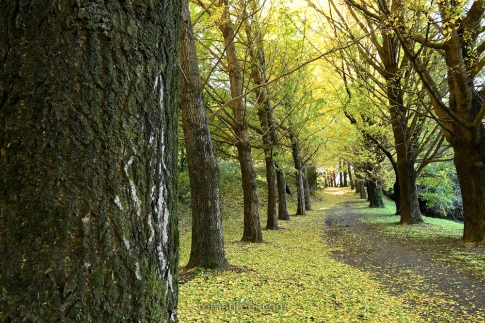 ビオトピア・銀杏並木