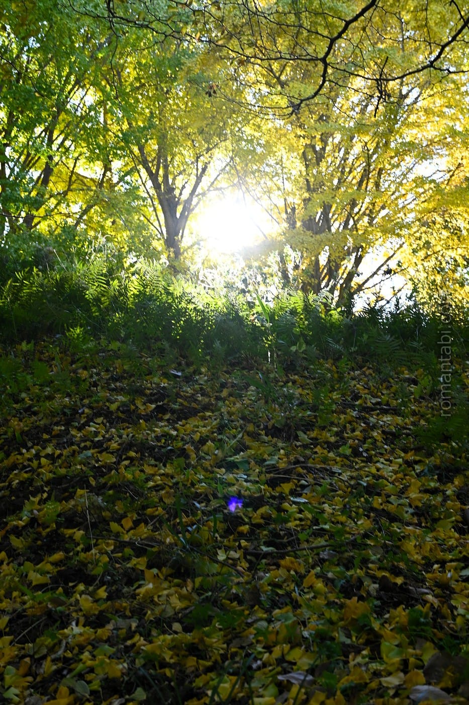 ビオトピア・シダ植物