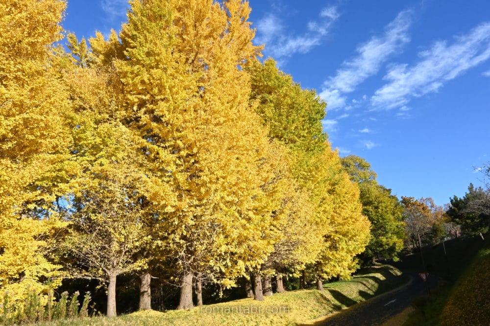 ビオトピア・銀杏並木