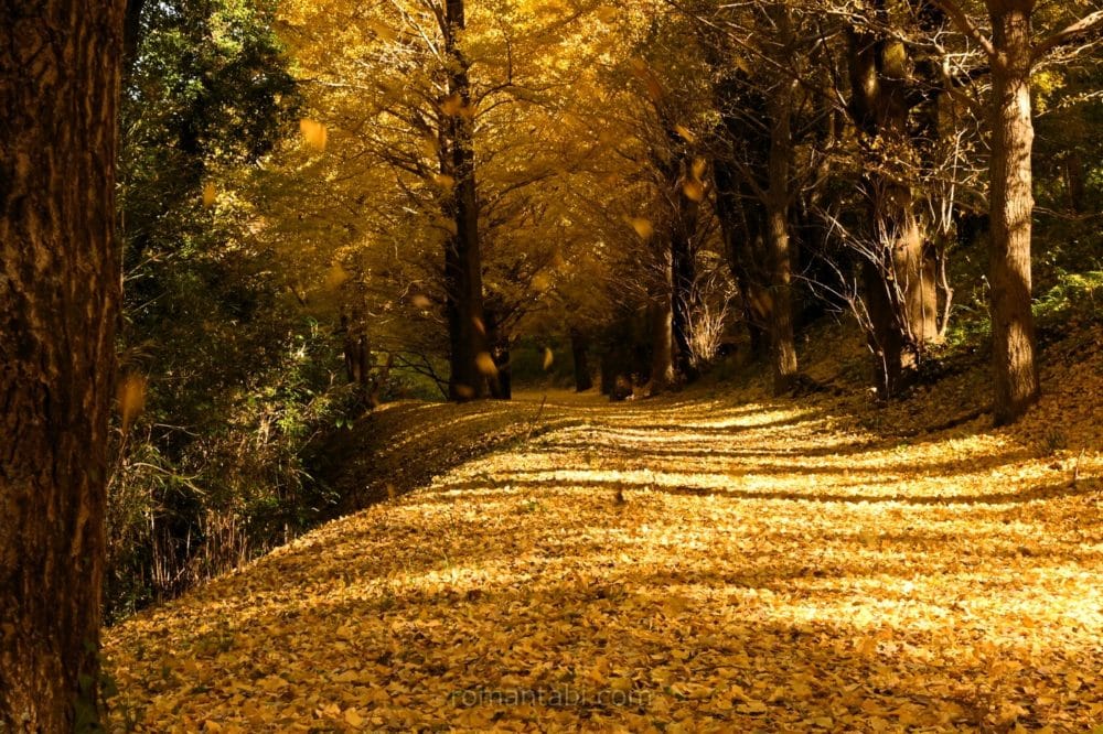 ビオトピア・銀杏並木