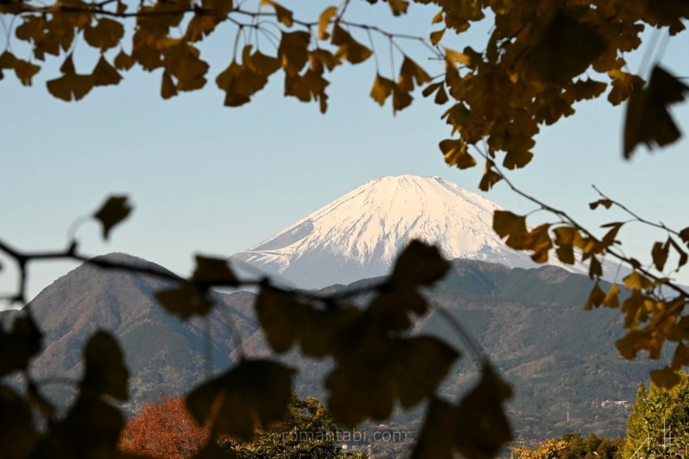 ビオトピア・銀杏並木からの富士山