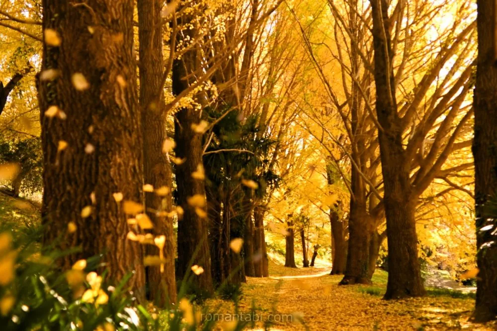 黄金のじゅうたんに包まれる秋｜ビオトピア銀杏並木フォトギャラリー