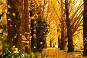 黄金のじゅうたんに包まれる秋｜ビオトピア銀杏並木フォトギャラリー