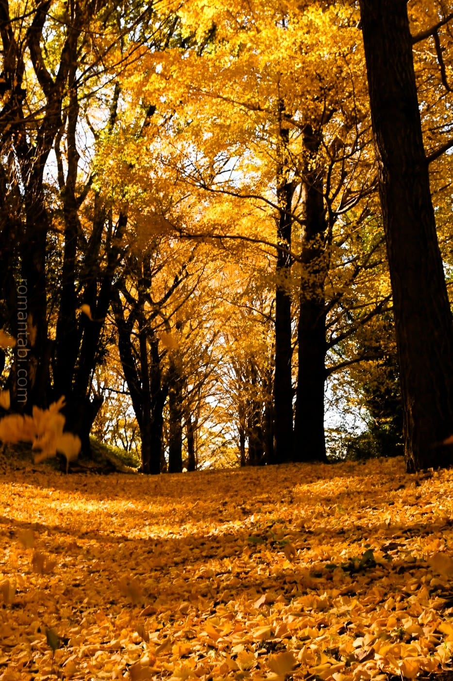 ビオトピア・銀杏並木