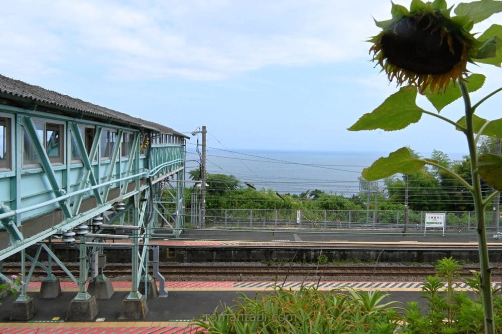 根府川駅の駅舎に咲くひまわりとプラットホームと海