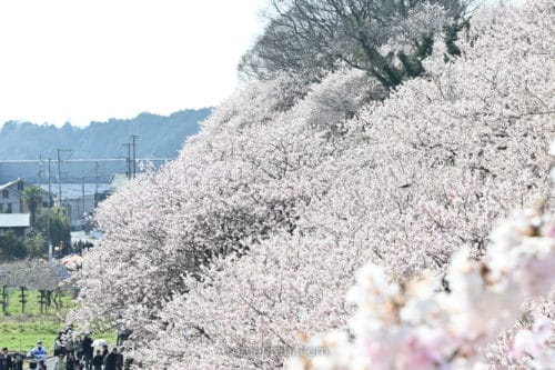 南足柄の一ノ堰ハラネ・春めき桜｜やさしい春を切り取る【写真あり】